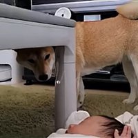 離れて観察するわらびちゃん