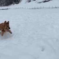 よもぎちゃん＆だいず君の雪への反応2