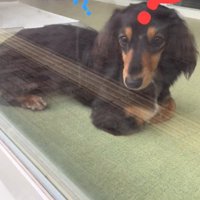 ママがお迎えに来た時のコロンちゃん5