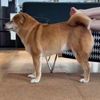 飼い主さんの足にセルフなでをする犬、目をつむる