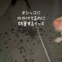 おしっこに水をかける飼い主さん