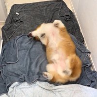 お風呂上がりのロイくん8