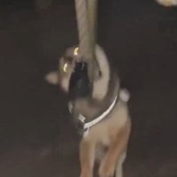 正面を向く犬