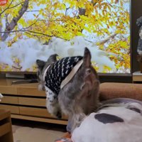 テレビに自分が出た時の風太くん