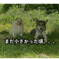 横に並ぶポメラニアンとウルフドッグの子犬