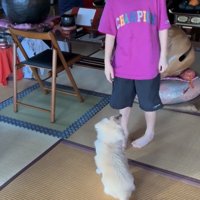 人の前にいる犬