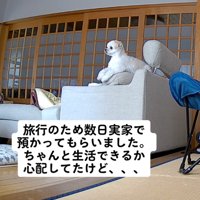ソファに座る犬
