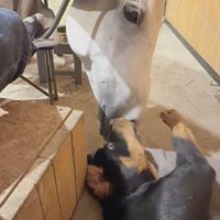 鼻先を寄せ合う馬と犬