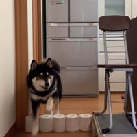 大河くんのトイレットペーパーチャレンジ