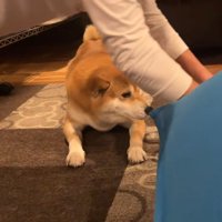 筋トレ中のお兄ちゃんとこじろー君4