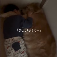 男の子を抱きしめる大型犬2