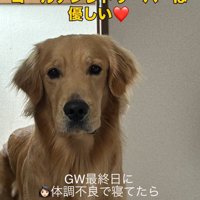 部屋のドアの前に立つ犬