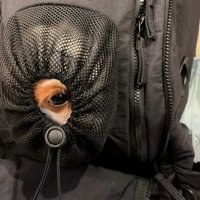 リュックに入るポテトちゃんとウニちゃん