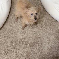 愛おしすぎるお出迎え