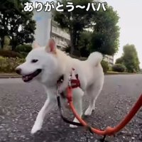 ルンルンで歩き続ける柴犬