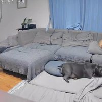 ソファの下でラブちゃんを見守る
