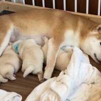 ミルクを飲む赤ちゃん犬たち