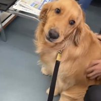 背中を向けて座る犬
