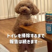 ドヤ顔でカメラを見つめる犬