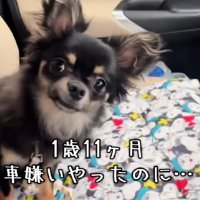 昔のだんくんは…