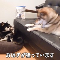 「食べないなら譲って欲しいな～」