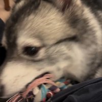 おもちゃをくわえる犬2