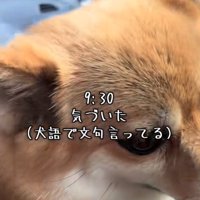 逃げようとする犬