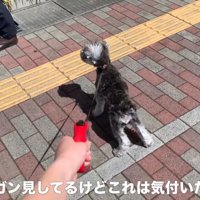 「パパかな？」とガン見
