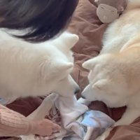 鼻を近づけ合う2頭の犬