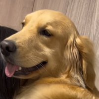 女性に抱っこされて笑顔になる大型犬