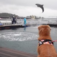 イルカショーがスタート