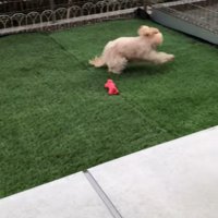 おもちゃを投げた時のベルちゃん9