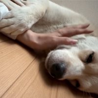 前足で手を掴む犬