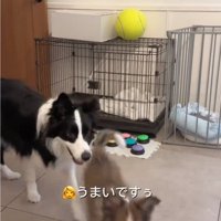 ケージから出てきたボーダーコリー