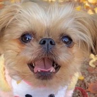 わっふちゃんに問いかけるママ