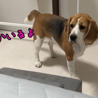 不安そうなお顔