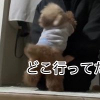 ちびちゃんのお出迎え3