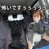 膝に乗ろうとする犬