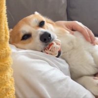 こだわり