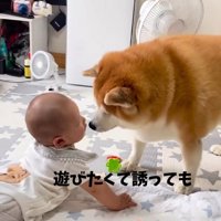 赤ちゃんと柴雄くんと茶太郎くん8