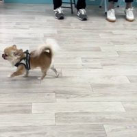 練習の成果をお披露目