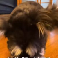 大袈裟にくしゃみをするミニチュアシュナウザー