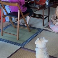 お参りする人を見つめる犬