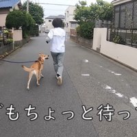 散歩中にお母さんに会った時のワンジローくん9