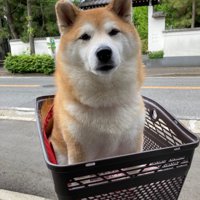 別犬