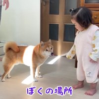 またまた争奪戦が…
