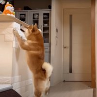 声マネおもちゃを求める柴犬