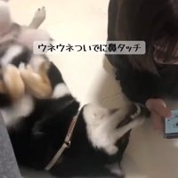ウネウネしながらお鼻でタッチ！