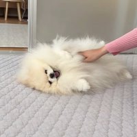 しばらくすると甘えん坊モードに♡
