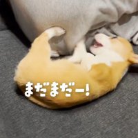 怒りが収まらない